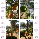 les agrumes en hiver